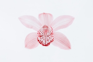 орхидея, крупный план на белом фоне 
