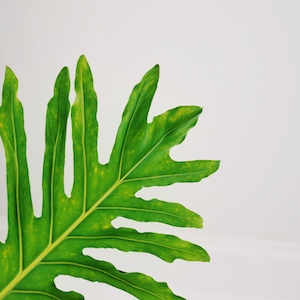 Студийный снимок листа растения монстера