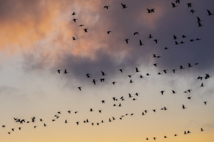 много птиц в небе во время заката 