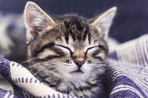 полосатый кот в одеяле 