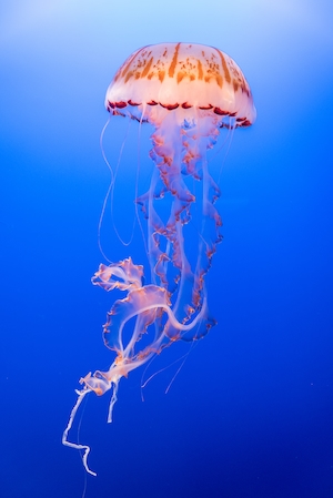 Экзотика медуз