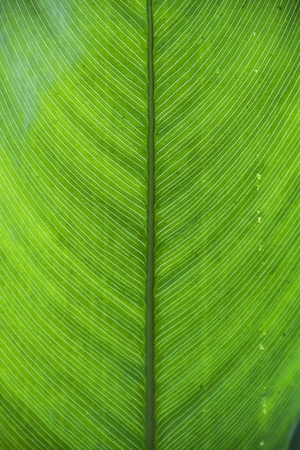 Текстура зеленого листа, тропический лист крупным планом 
