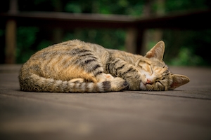 Полосатый кот спит на террасе   