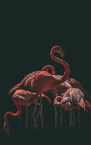 фламинго на черном фоне 