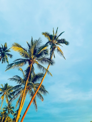 пальмы на пляже у моря на фоне голубого неба 