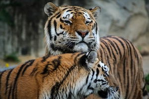 два тигра нежатся, семья тигров 