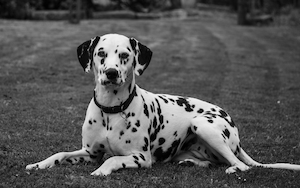 Пятницкая собака, черно-белый кадр 