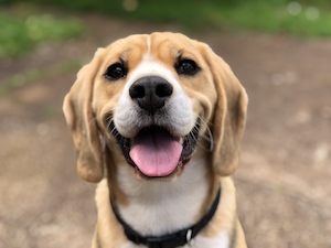 улыбчивая собака на улице 