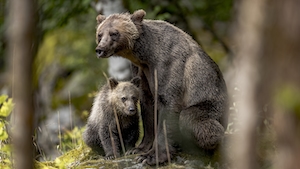 два бурых медведя в дикой природе