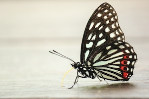 черно-белая бабочка на светлой поверхности, крупный план 