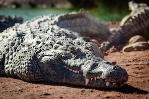 крокодил лежит на песке, крупный план 