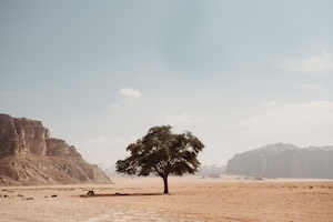 Одинокое дерево посреди пустыни
