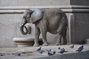 слоненок стоит на плитке, где сидят голуби 
