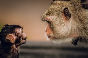 две обезьяны смотрят друг на друга, крупный план 