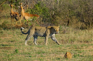 На этой фотографии леопарду не удалось поохотиться на импалу в национальном парке Крюгера, Южная Африка.