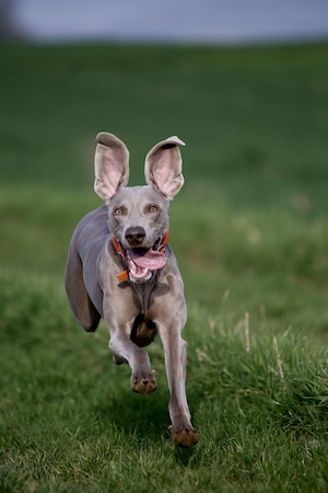 серая собака с большими ушами бежит по траве 