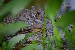 Крокодил, бесшумно прячущийся в воде, крокодил в окружении растений 