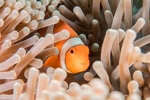 рыбка немо, оранжевая рыбка с белой полоской посреди морских растений 
