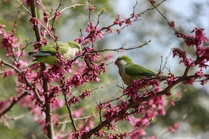 зеленые птицы на цветущем дереве, крупный план
