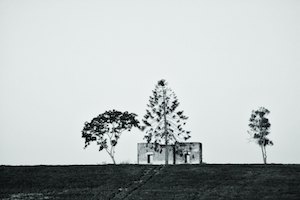 Ранчо, черно-белая фотография деревьев в поле 