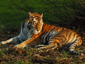 тигр лежит на траве