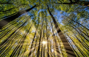 стволы деревьев и солнечный свет, фото снизу 