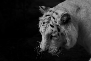 черно-белая фотография тигра, смотрящего вниз