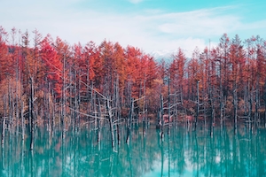 Голубой пруд, Хоккайдо, голубая вода и красные деревья 