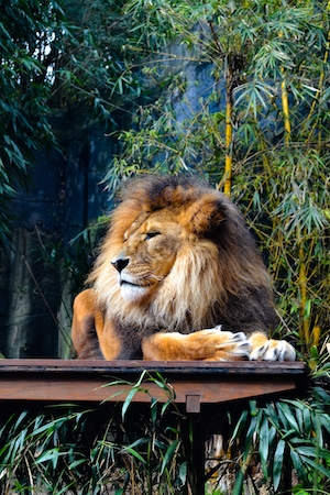 лев на фоне бамбука