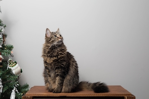 портрет кошки, сидящей на комоде 