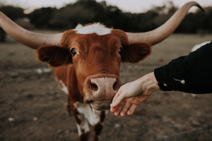 рука человека у коровы с рогами 
