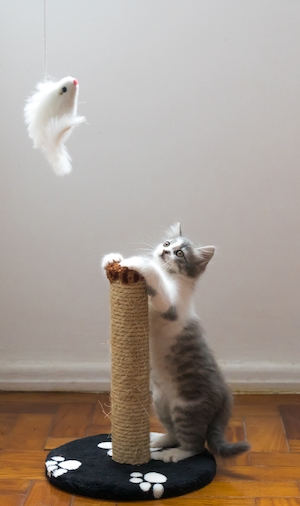 Кошка возле когтеточки ловит игрушку 