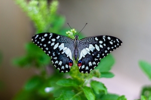 черно-белая пятнистая бабочка сидит на зеленом листе 
