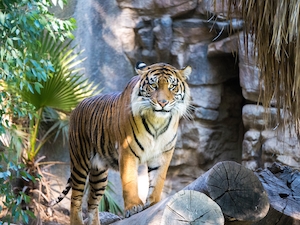 тигр стоит на бревне, смотрит в кадр 