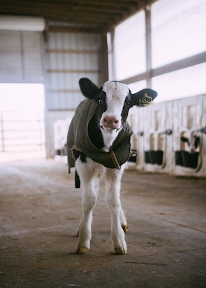 корова на ферме 