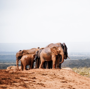 группы слонов стоит на возвышенности 