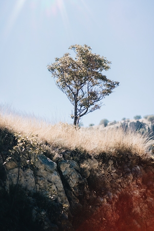 одинокое дерево в поле 