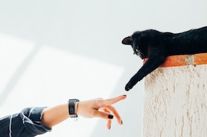 Человек тянет руку и черный кот тянет лапу в ответ 