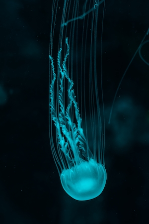 медуза голубого цвета с длинными щупальцами 