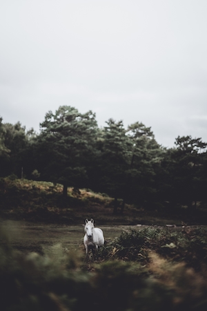 белый конь в лесу