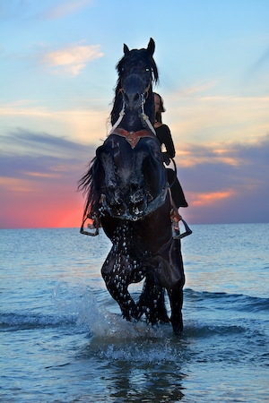 черный конь стоит в воде на двух ногах 
