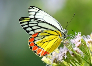 пестрая бабочка на цветке, макро-фотография 