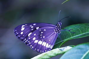 фиолетовая бабочка на зеленом листе 
