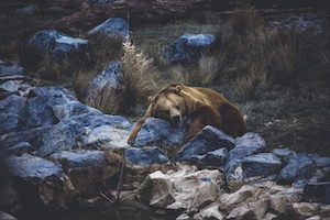 бурый медведь лежит на камнях