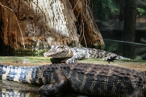 два крокодила у большого бревна 