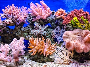 Коралловый риф, разноцветные кораллы под водой 