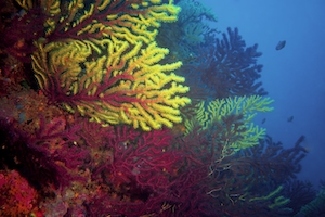 подводный мир, кораллы 