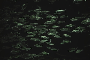 косяк рыб с зеленым отблеском на черном фоне