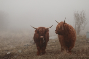 красивые коровы, горные рогатые коровы в тумане 