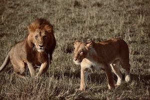 лев и львица 